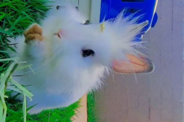 Este é meu coelhinho da raça mini Lion🤍🐇