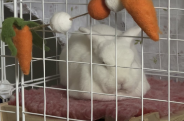 Deep sleep purrs? 🐰