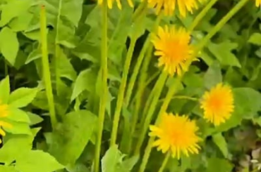 It's dandelion season