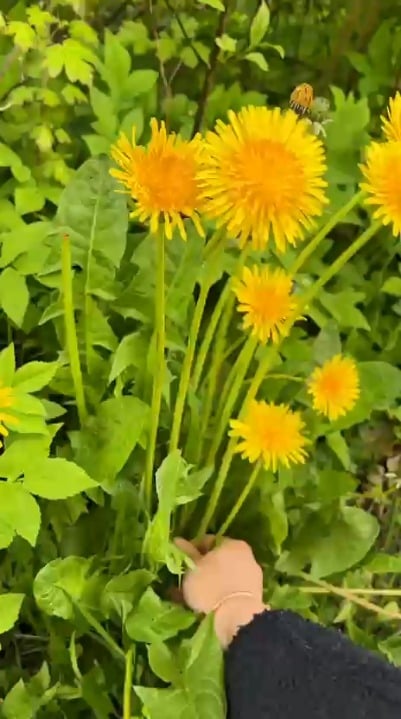 It’s dandelion season