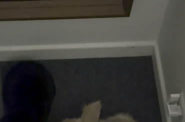 Rabbit making noise while breathing? Snore?