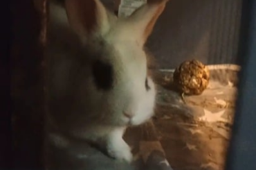 Finally caught my boy yawning on video