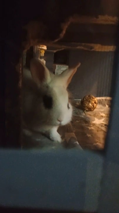 Finally caught my boy yawning on video