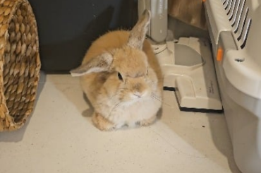 Miso sits like a cat?!!!!