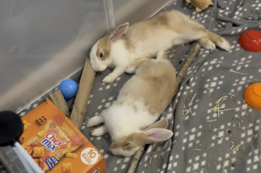 Meet Bunn and Garfield