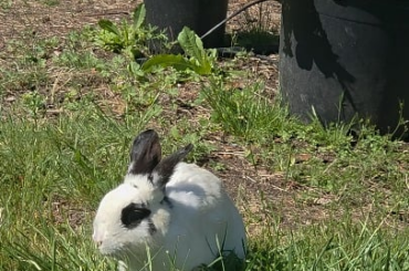 Lawnmower Lagomorph Ladybug