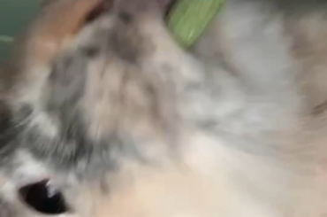 bunny asmr my girlfriend took of my rabbit