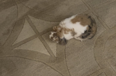 Emmitt loves a freshly vacuumed rug