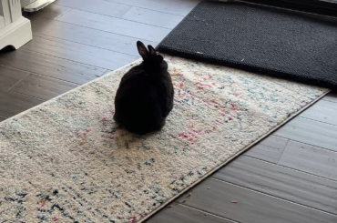 I haven’t posted here in a while but Miss Tiggles is doing well and I bought her a new runner rug so she now has access to the kitchen and really enjoys getting cilantro from the fridge and looking outside