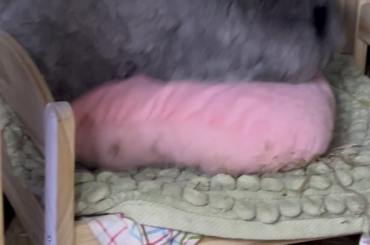 “HOW. DARE. YOU. STUPID PILLOW. THIS. IS MY BED! MY BED! 😡”