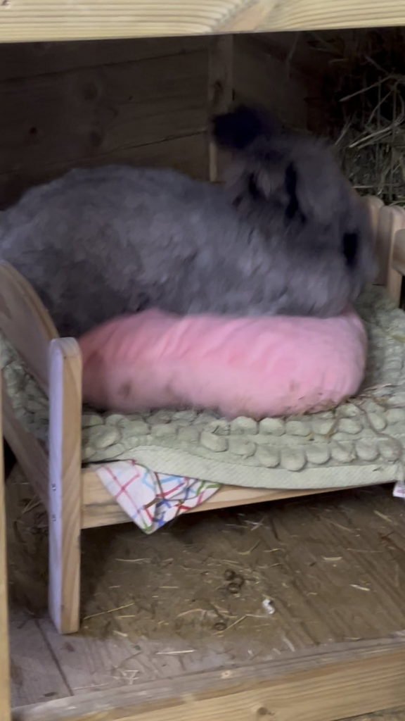 “HOW. DARE. YOU. STUPID PILLOW. THIS. IS MY BED! MY BED! 😡”