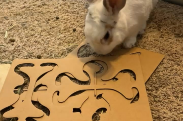 princess peach vs cardboard