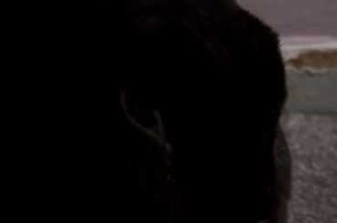 is this purring or tooth grinding? plz help