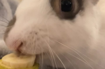 Nanner