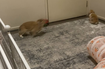 binkies!