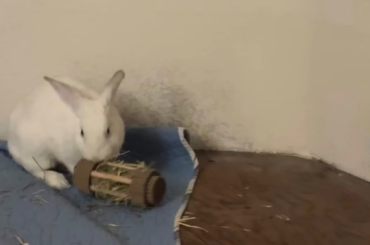 Today we declared victory against the evil cardboard toys