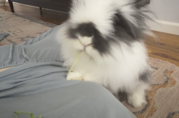 Put the last two pieces of cilantro on my tum in hopes of getting a fluffy face snuggle