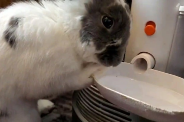 Who else's rabbit does this? He drinks, cleans his paws, drinks, cleans 😂 it's like he's lapping water on his tongue to clean his paws.