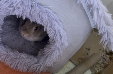 “Say hi to r/Rabbits, Maple!”
