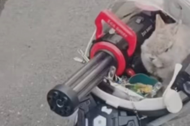 Bunny reporting for action