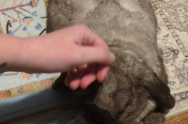 Have you ever smelled your bunny's breath?