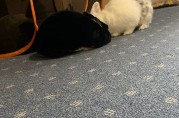 How dare you flop on top of me when you’re supposed to be grooming me?!