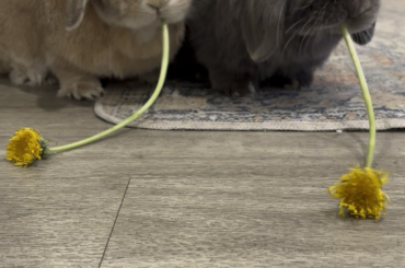 Dandelions don’t stand a chance against Peach and Pluto (especially Peach)