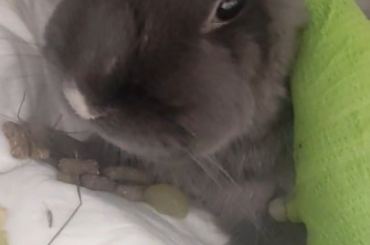 5yo rabbit with spinal trauma (dog kick). Seeking advice on recovery and quality of life.