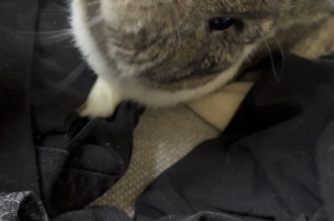 I lick you in exchange for pets, deal?