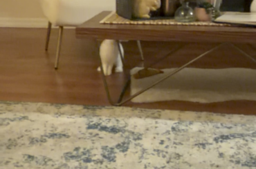 Glaze is the happiest bun and binkies so much!