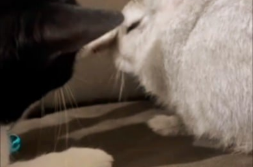 My pet cat has a pet bunnie