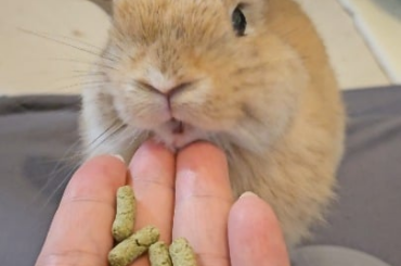 Today Miso decided to be a squirrel