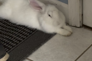 Do bunnies do this normally?