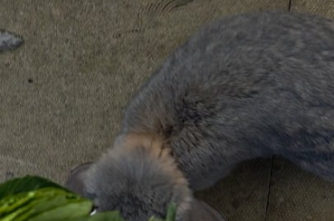 Anyone elses male rabbits aggresive ?