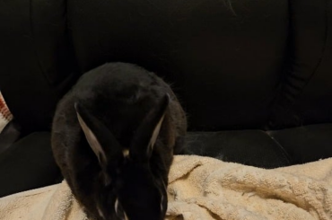 Grumpy Lily is mad about being defloofed when shedding