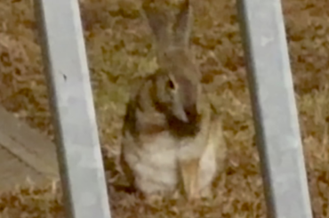 Desert Cottontail falls over when trying to groom her back