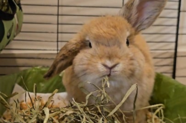 Miso is a champion hay muncher