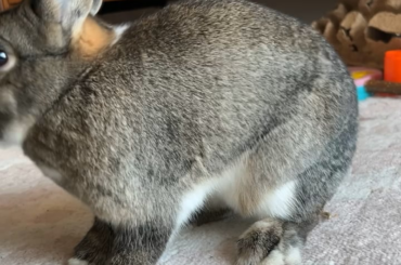 Chainsaw also briefly choked on a strawberry 🥲 The birthday feast was just too delicious😆