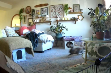 Morning Zooms