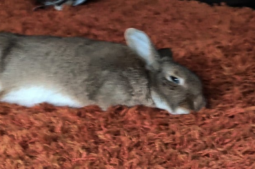 Was waiting for a sleepy full flop and got absolutely busted!!!