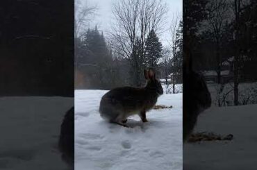 Careful Steps in the Snow 🐰❄️ |Ep.665