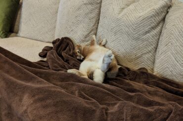 Honey bun flop so hard, mother-floppin humans get worried