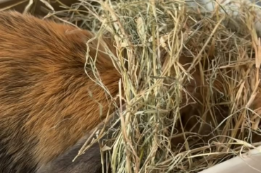 Idk I think he wants me to buy him a wig