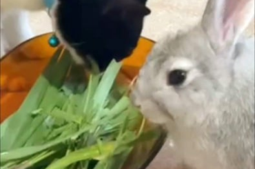 Can my cat eat bun poop? Or grass?? She's becoming vegan :'((