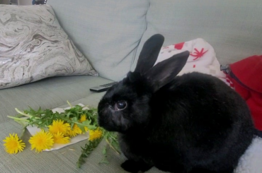 Sound up for munching!