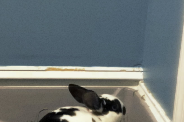 is my bunny tuff