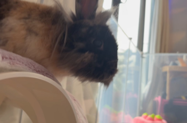 I got a new bunny today called muffin. Please give any tips 😁