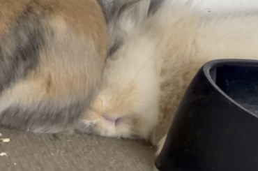 I wonder what he’s dreaming about. Maybe he even woke up from his nightmare in the end 😂
