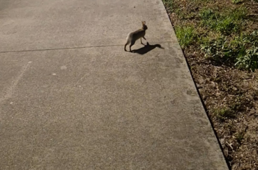 I saw a bunny outside while walking home. Eastern Cottontail I think.