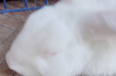 My rabbit’s feeling sleepy today 😴🐰
